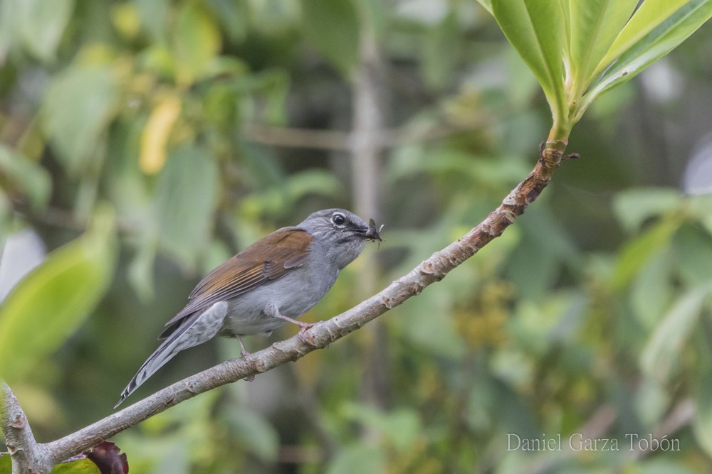 Brown-backed Solitaire - ML158214091