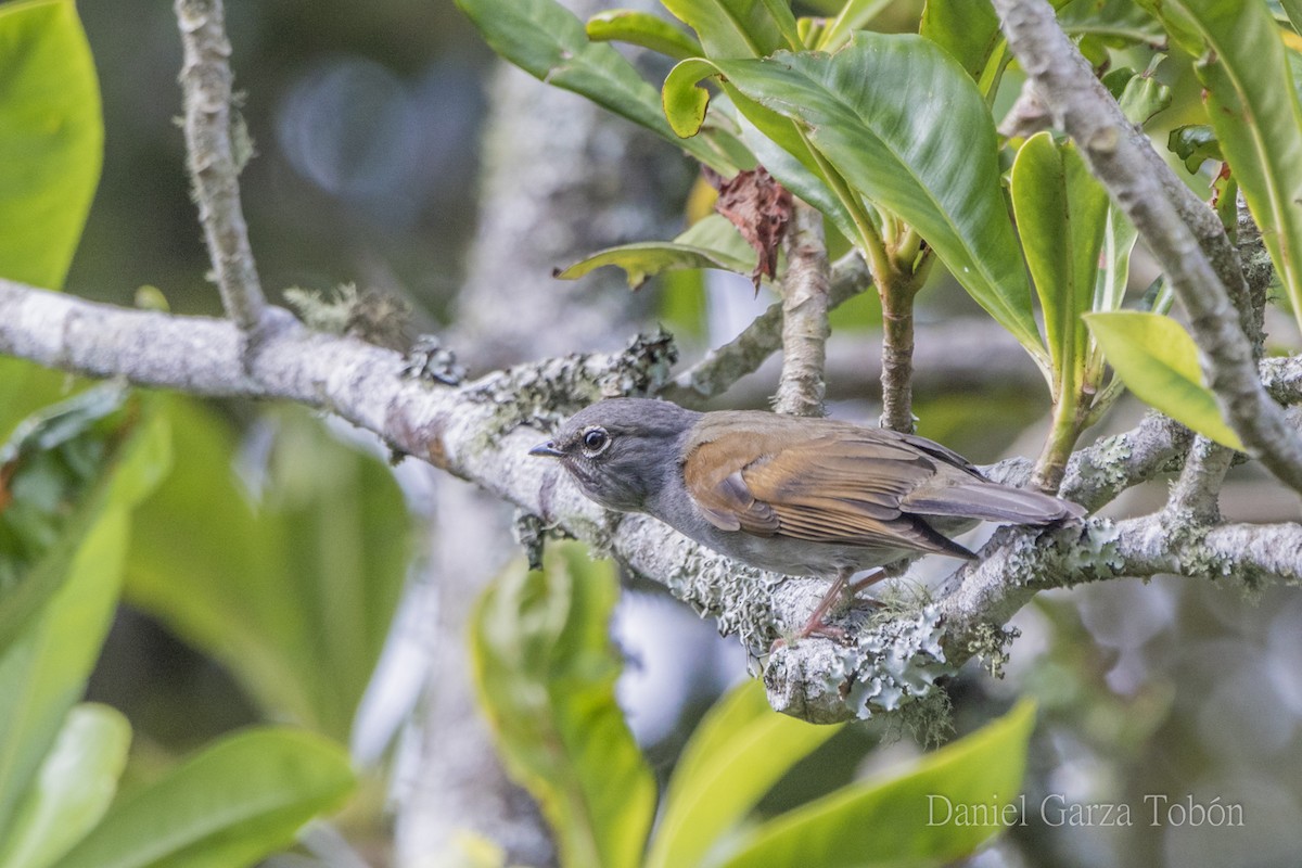 Brown-backed Solitaire - ML158214101