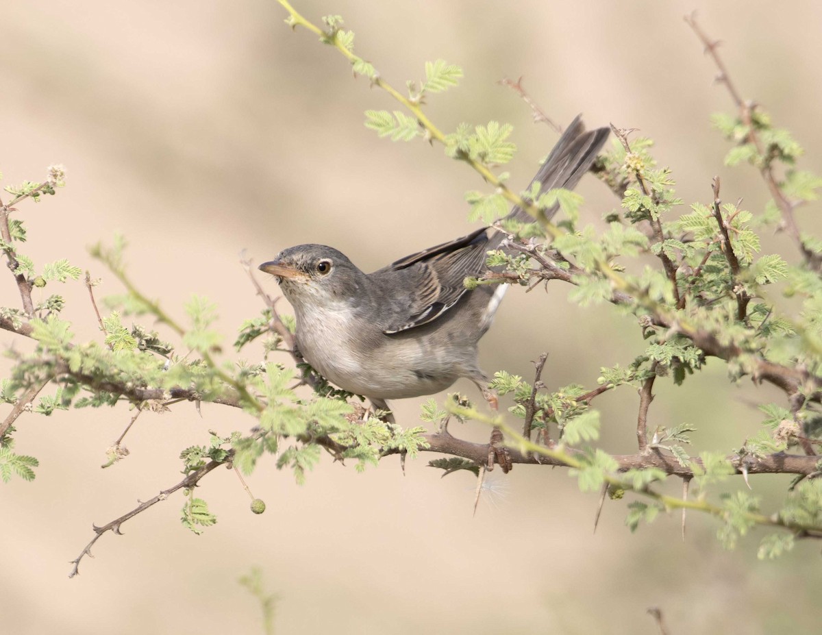 Greater Whitethroat - Huw Roberts