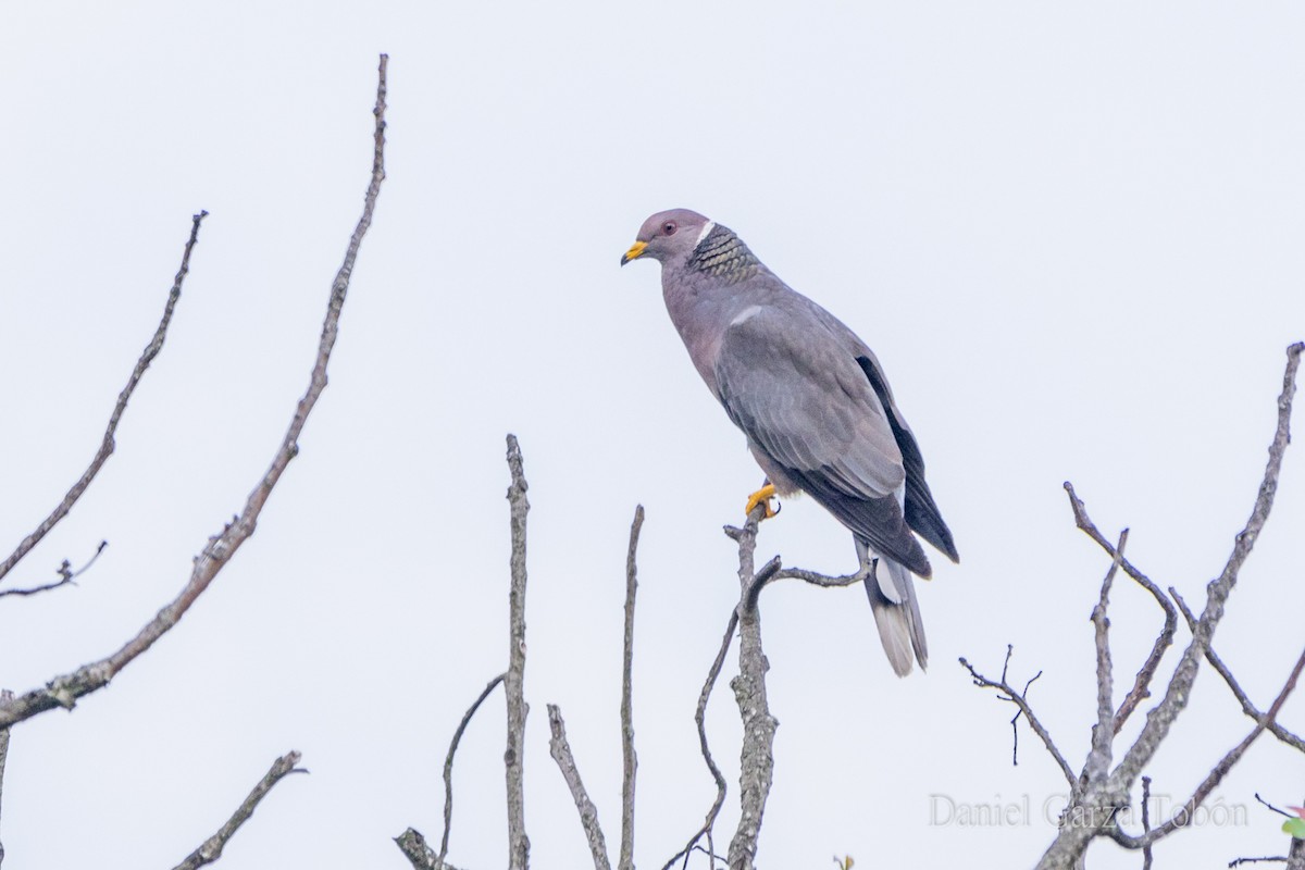 Band-tailed Pigeon - ML158214961
