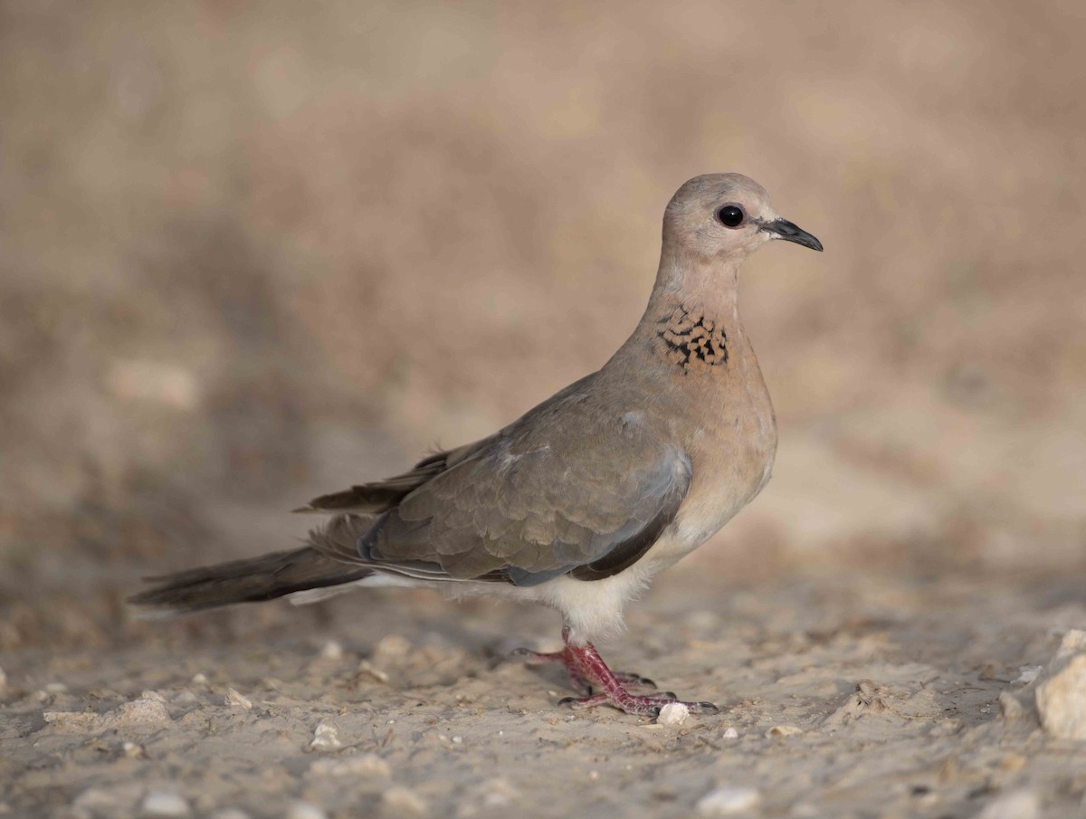 Laughing Dove - ML158215301