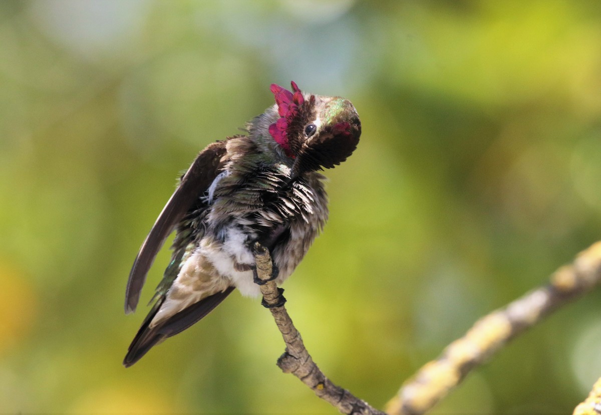 Anna's Hummingbird - Yuning Wei