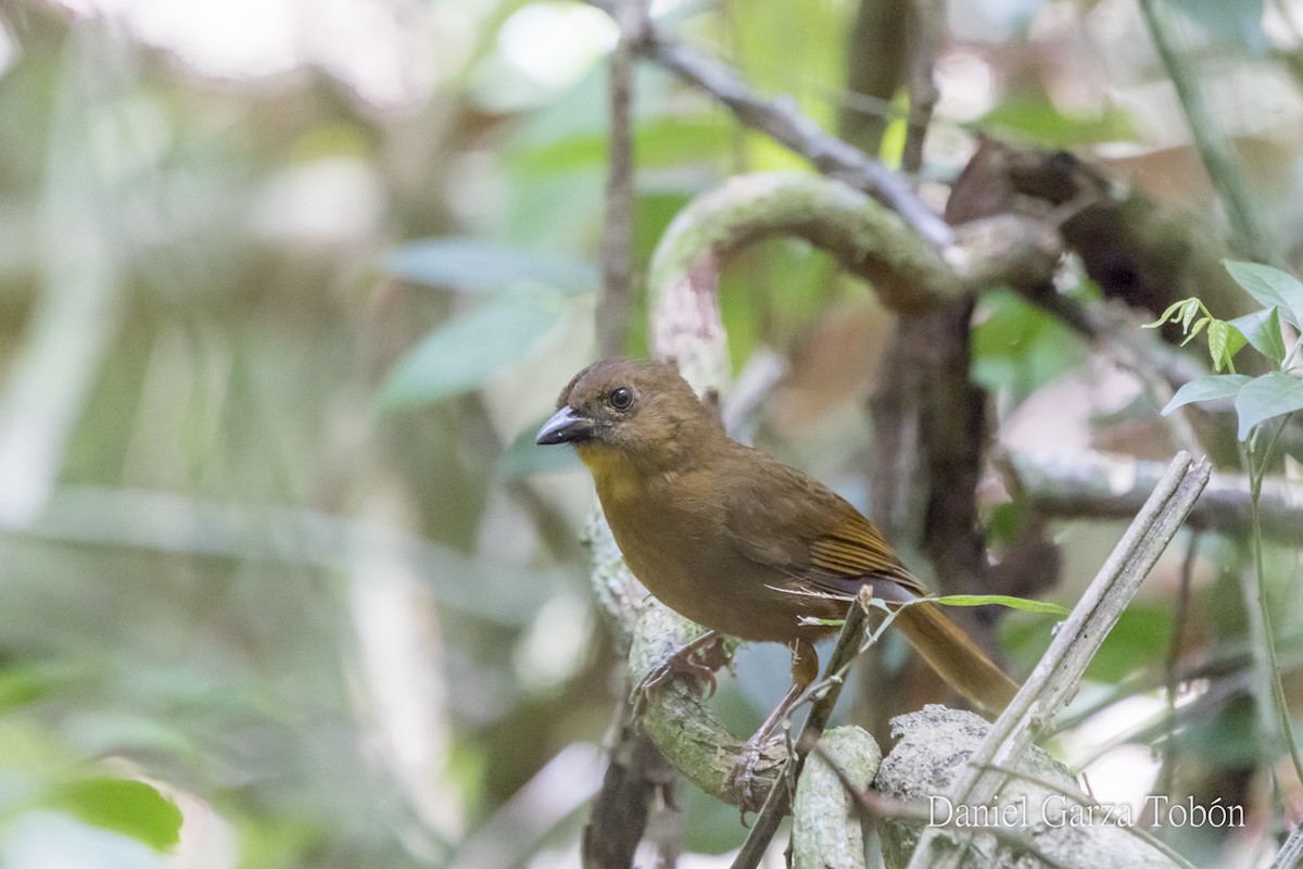 Red-throated Ant-Tanager - ML158220881
