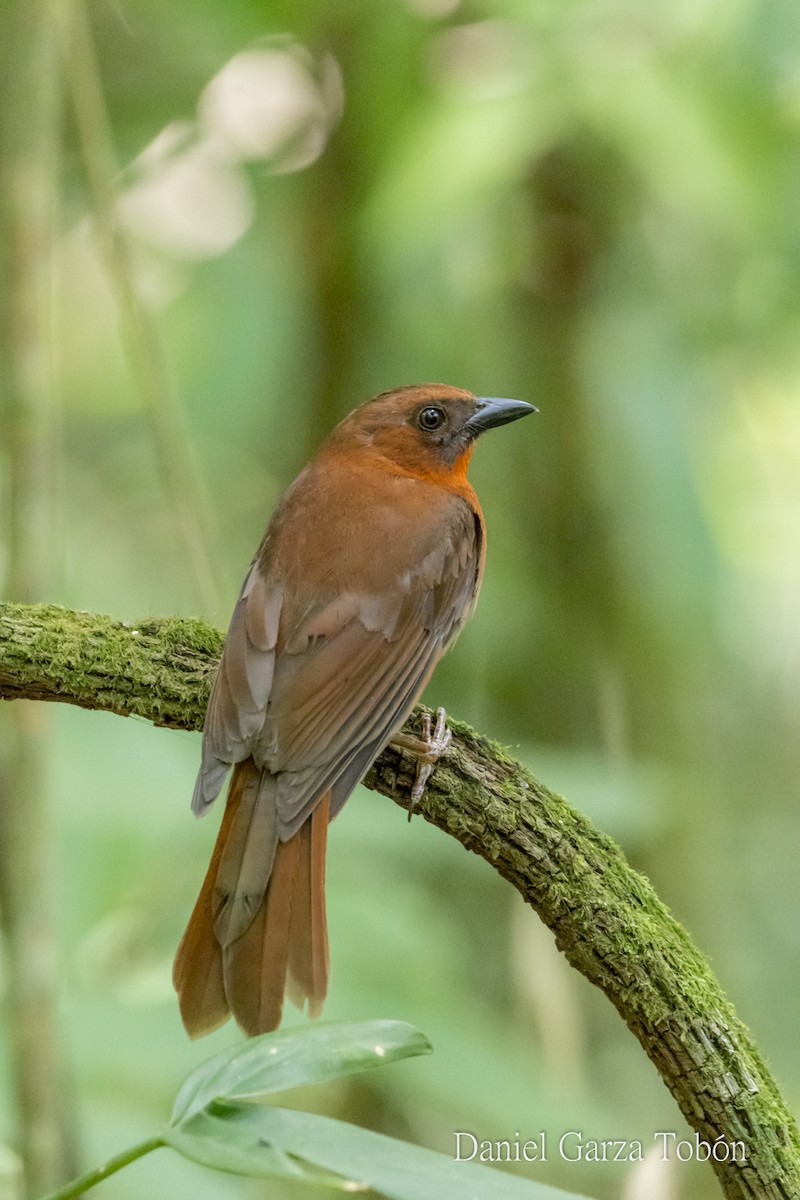 Red-throated Ant-Tanager - ML158220891