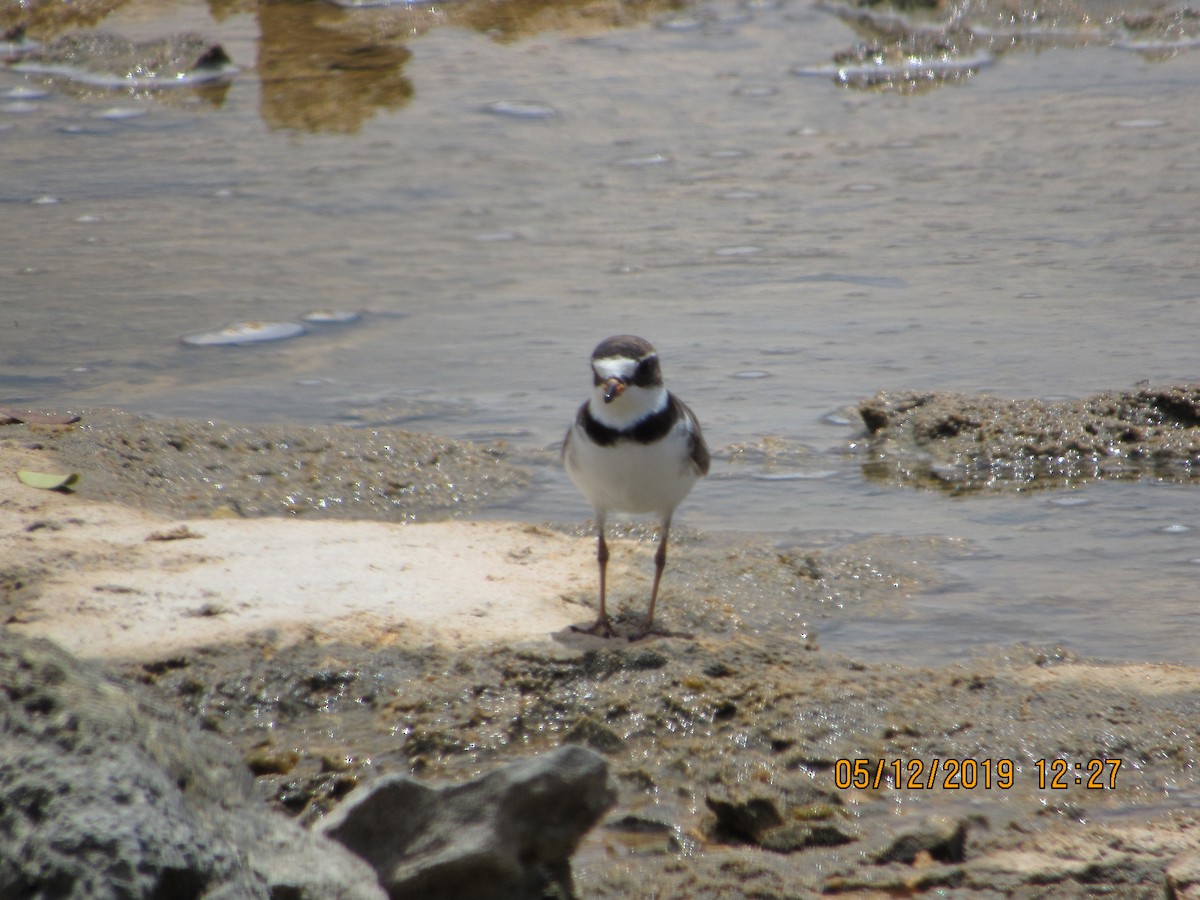 Semipalmated Plover - ML158222211