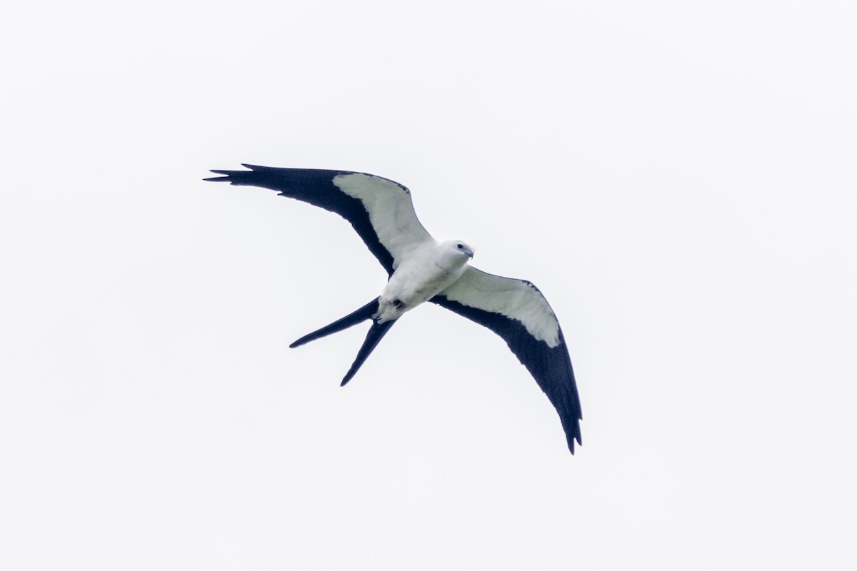 Swallow-tailed Kite - ML158223771