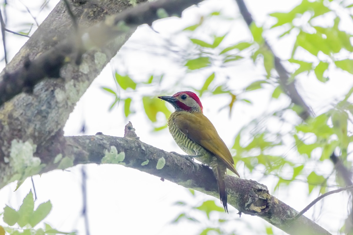 Golden-olive Woodpecker - Daniel  Garza Tobón