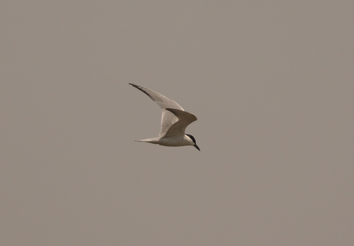 Gull-billed Tern - ML158224861