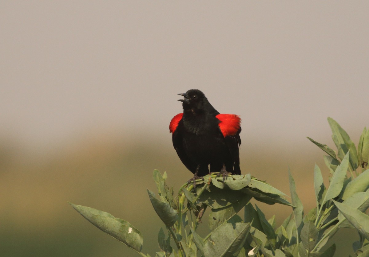 Red-winged Blackbird (Mexican Bicolored) - ML158224921