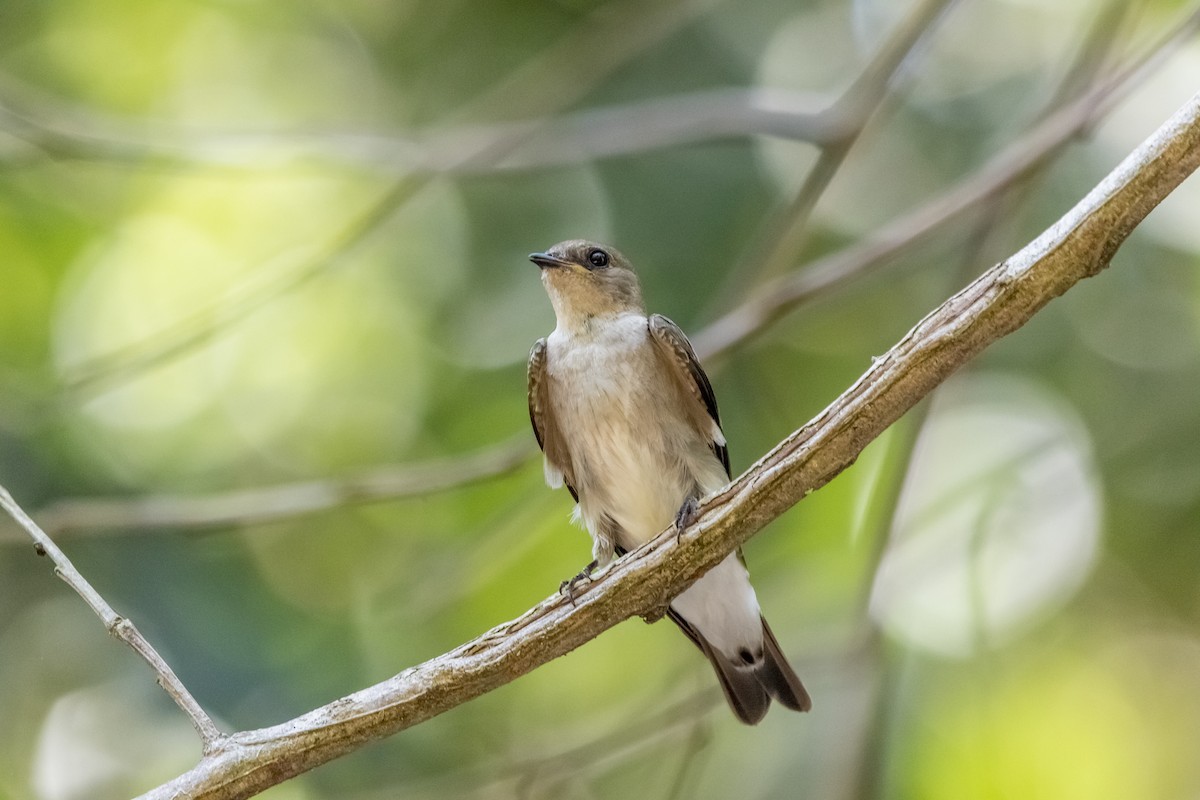 Northern Rough-winged Swallow - ML158225081