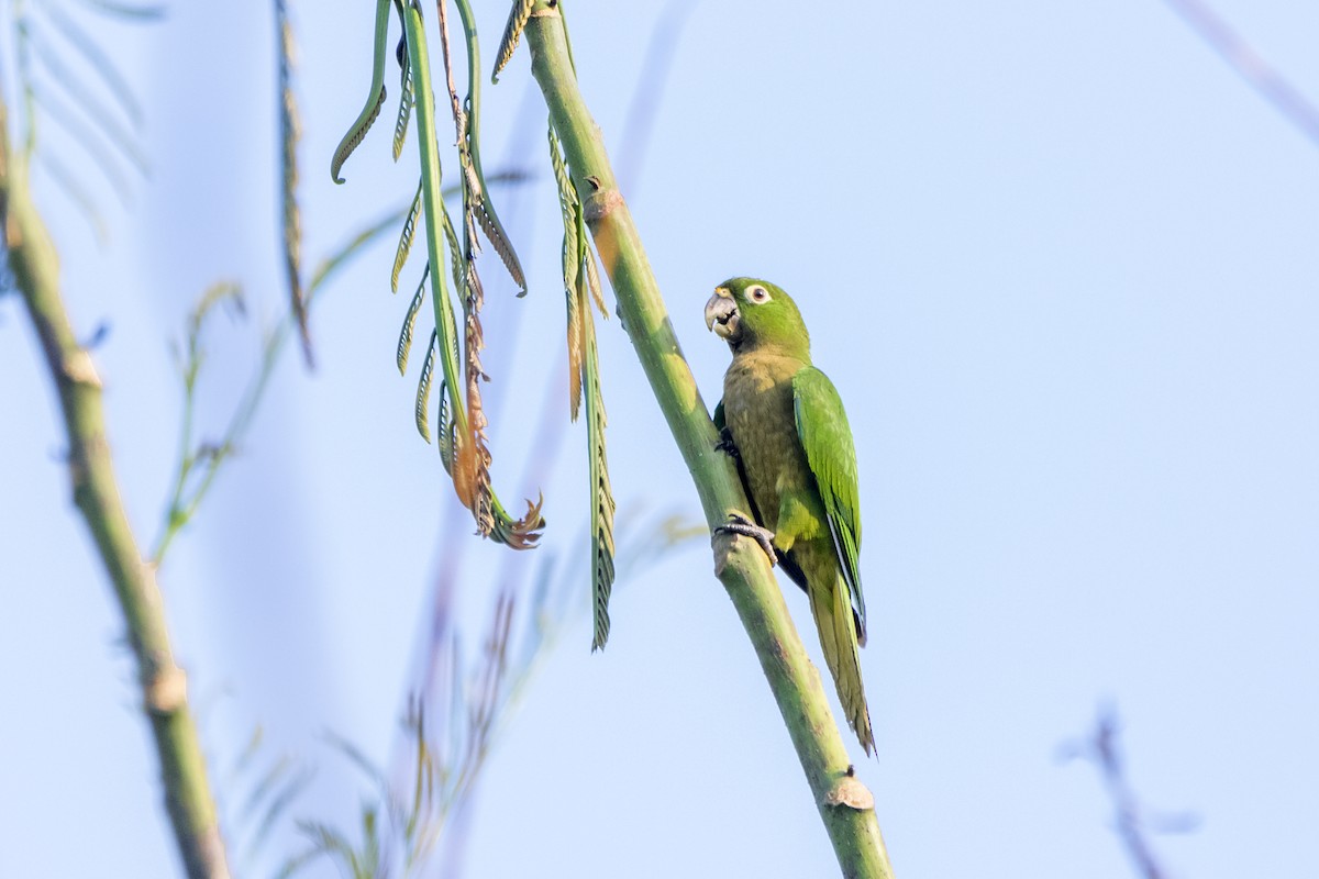 Olive-throated Parakeet - ML158225181