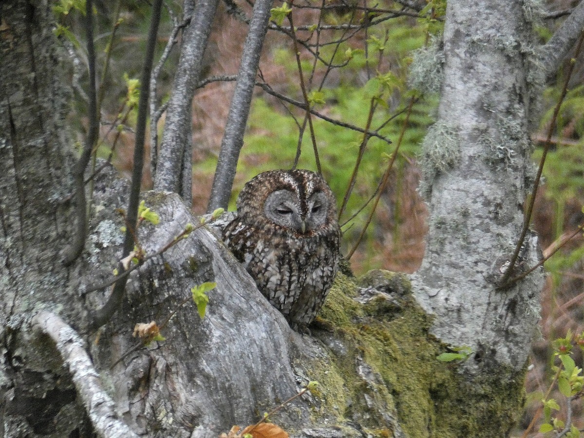 Tawny Owl - ML158225261