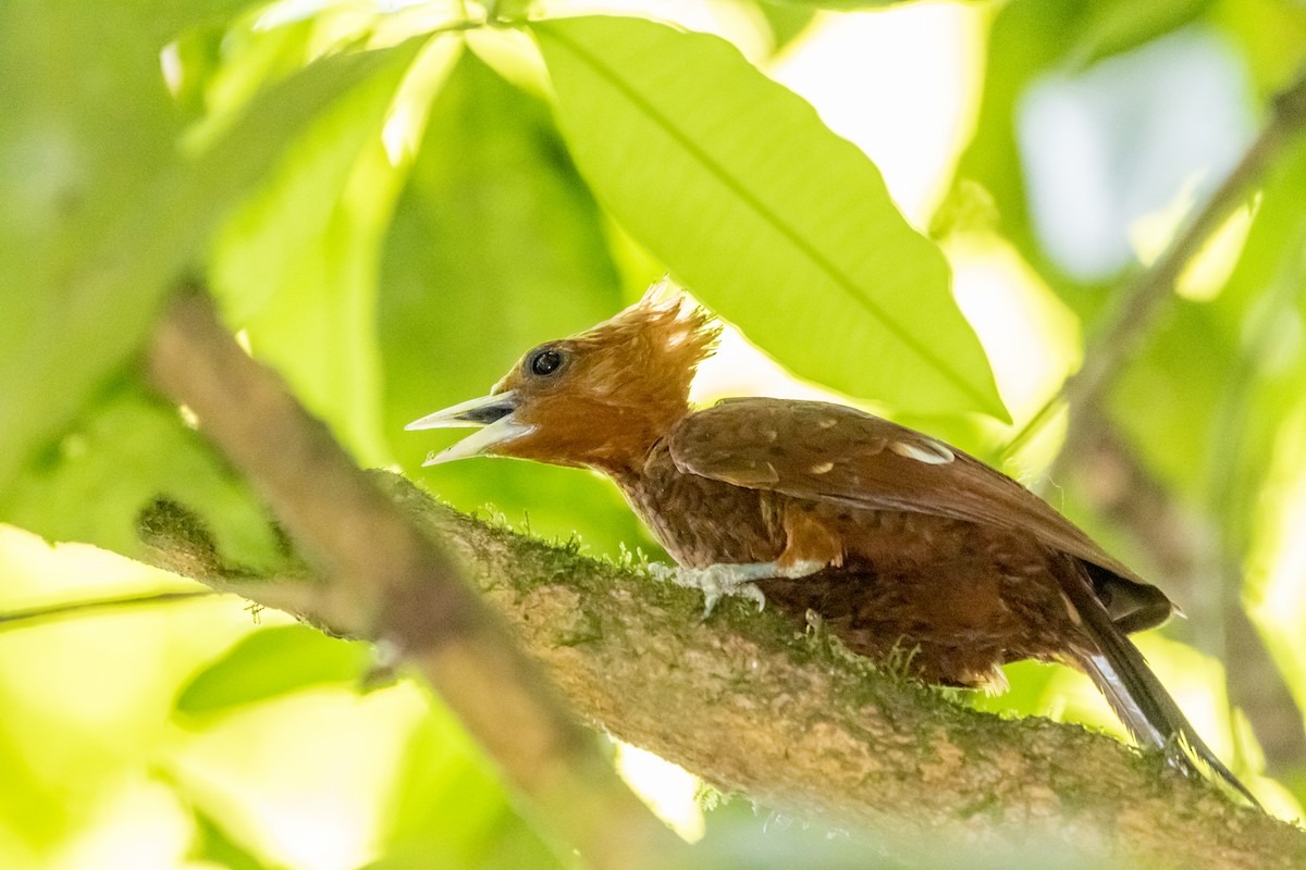 Chestnut-colored Woodpecker - ML158225671