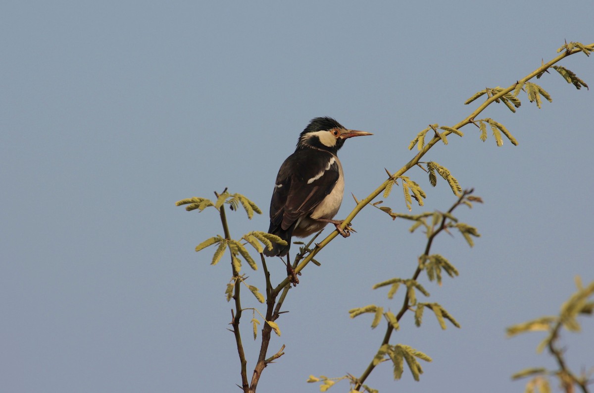 Indian Pied Starling - ML158227551