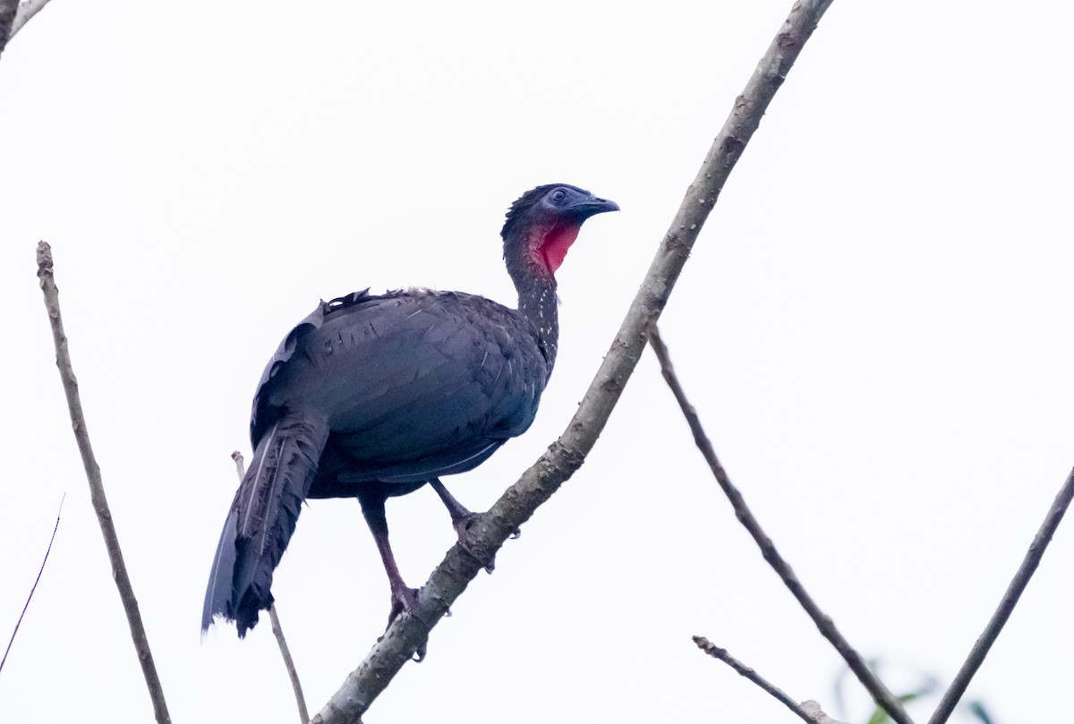 Crested Guan - ML158227871