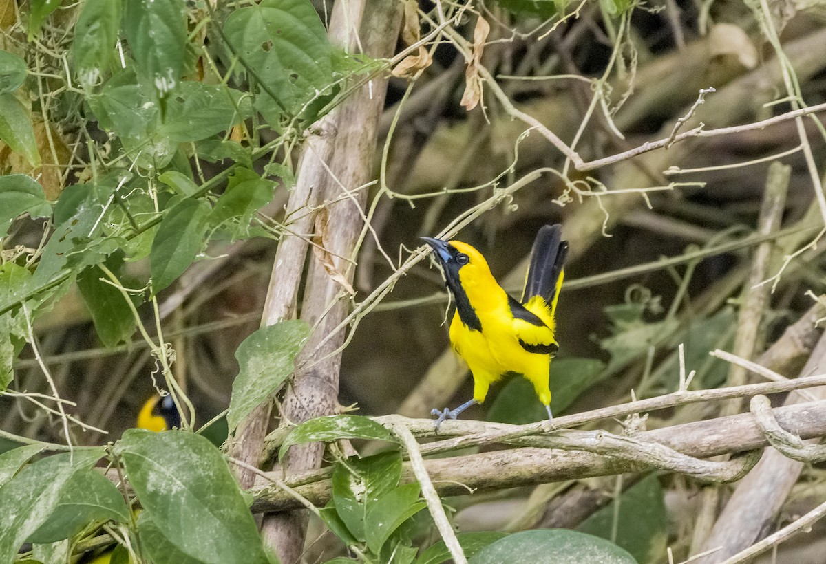 Yellow-tailed Oriole - ML158229731