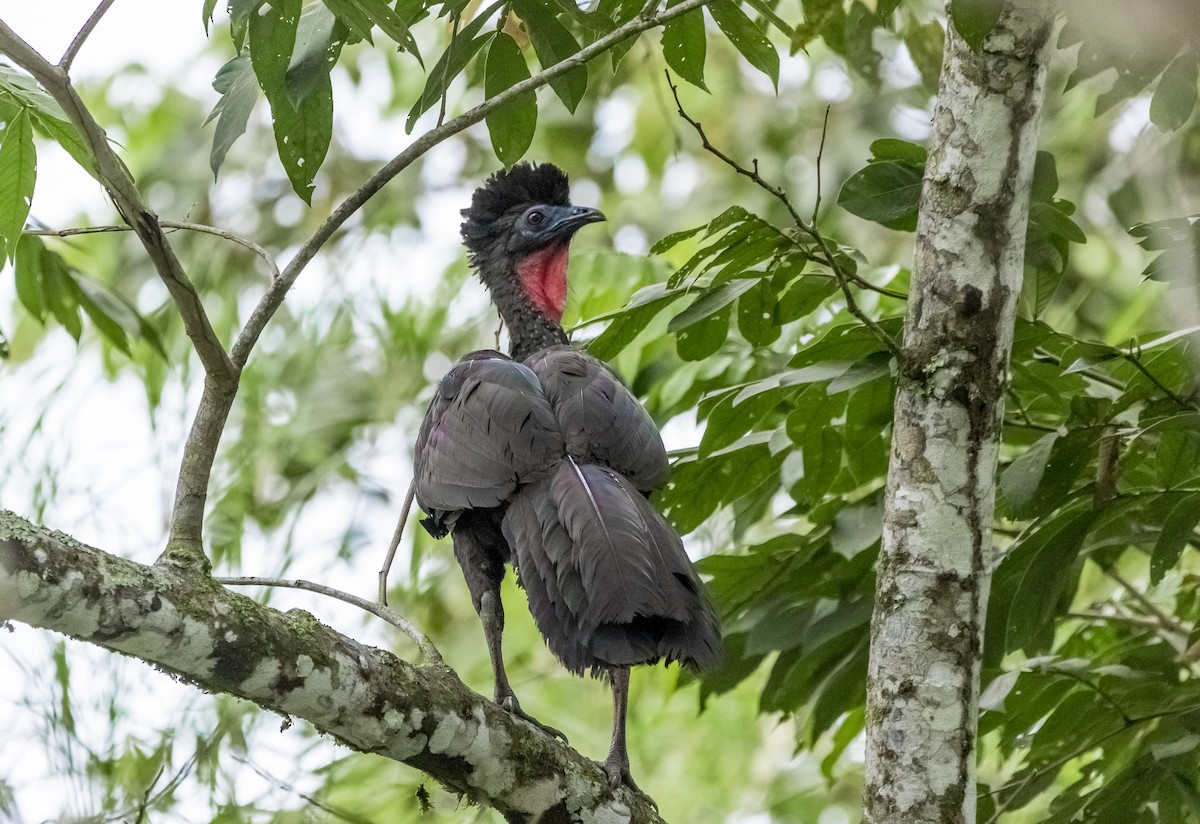 Crested Guan - ML158230071