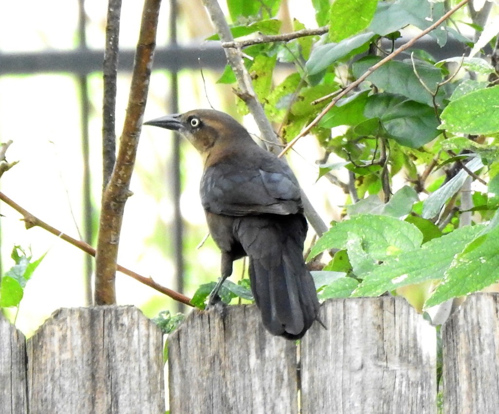 Great-tailed Grackle - ML158230131