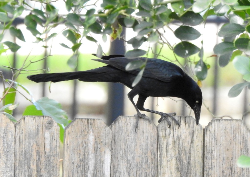 Great-tailed Grackle - ML158230261
