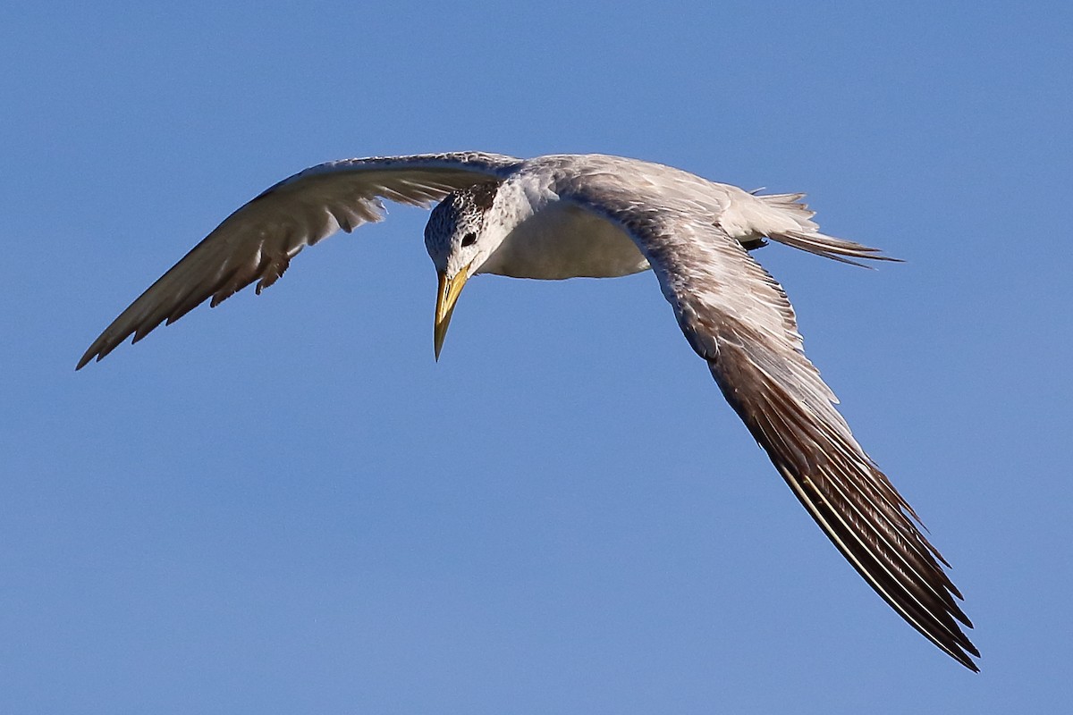 Great Crested Tern - Scott Eaton