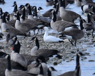 Ross's Goose, ML158232481