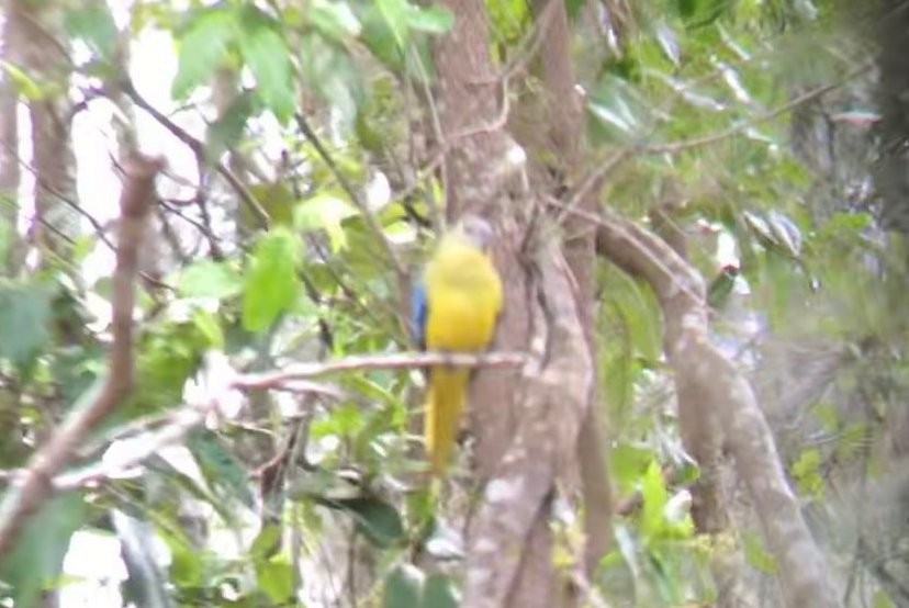Turquoise Parrot - Atlas of the Birds of Brisbane
