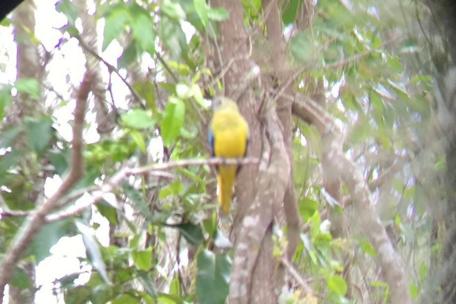 Turquoise Parrot - ML158233211