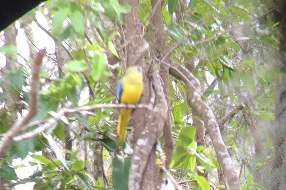 Turquoise Parrot - ML158233221