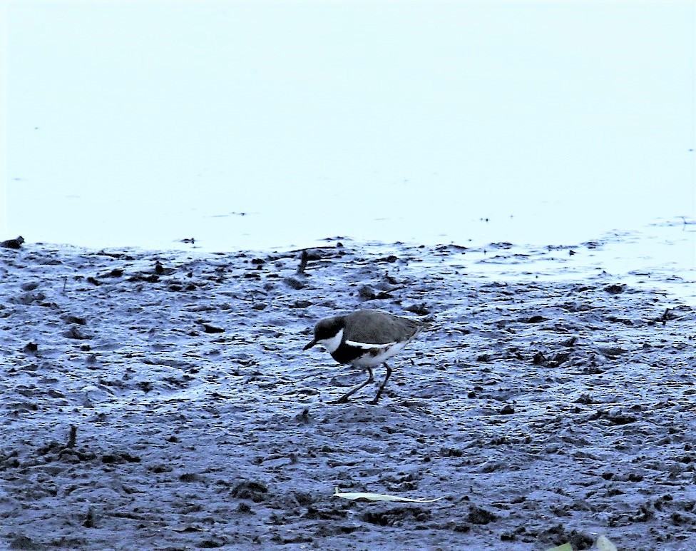 Red-kneed Dotterel - ML158234461