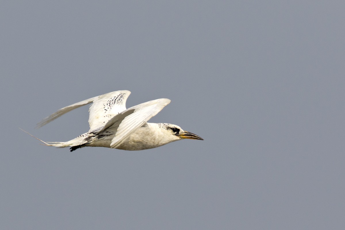 Red-tailed Tropicbird - ML158234651