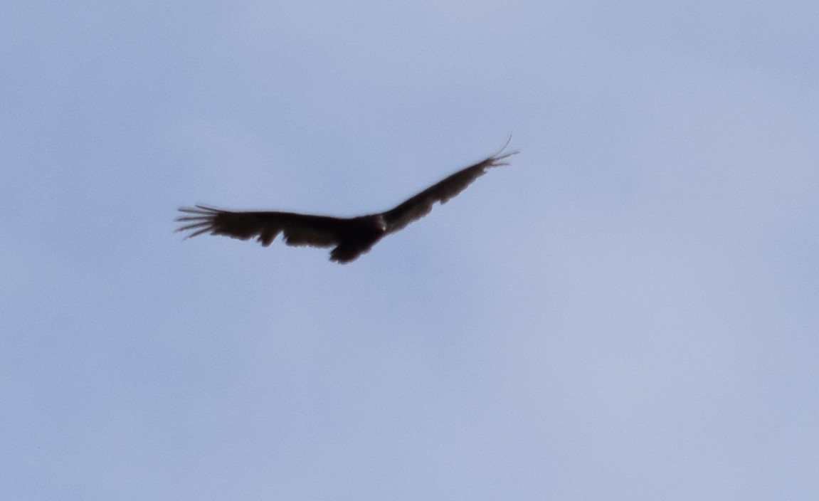 Turkey Vulture - ML158234931