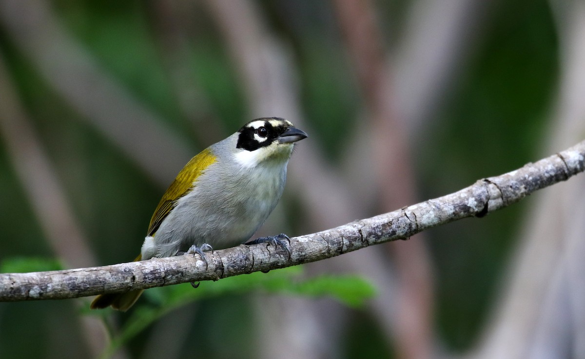 Black-crowned Palm-Tanager - ML158235191