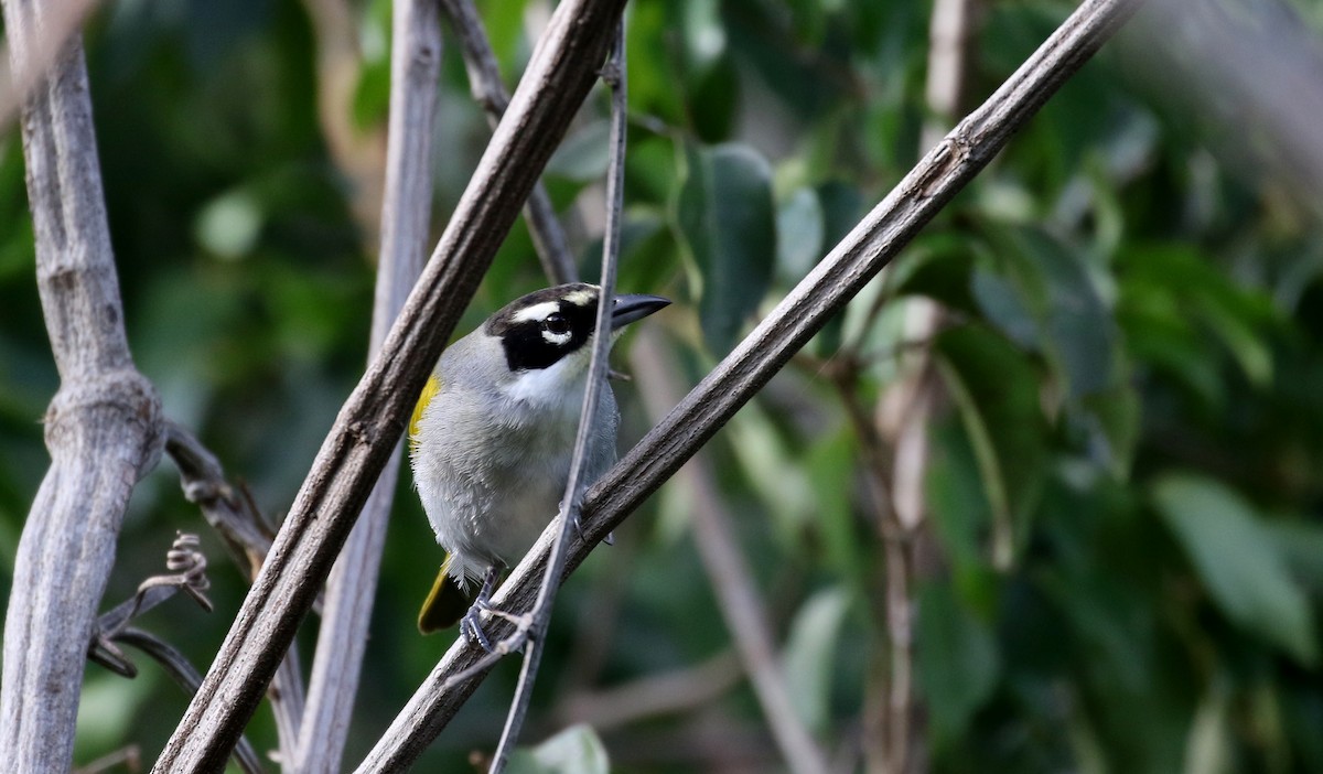 Black-crowned Palm-Tanager - ML158235241
