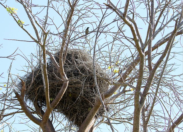 Nests built in deciduous tree. - Palmchat - 