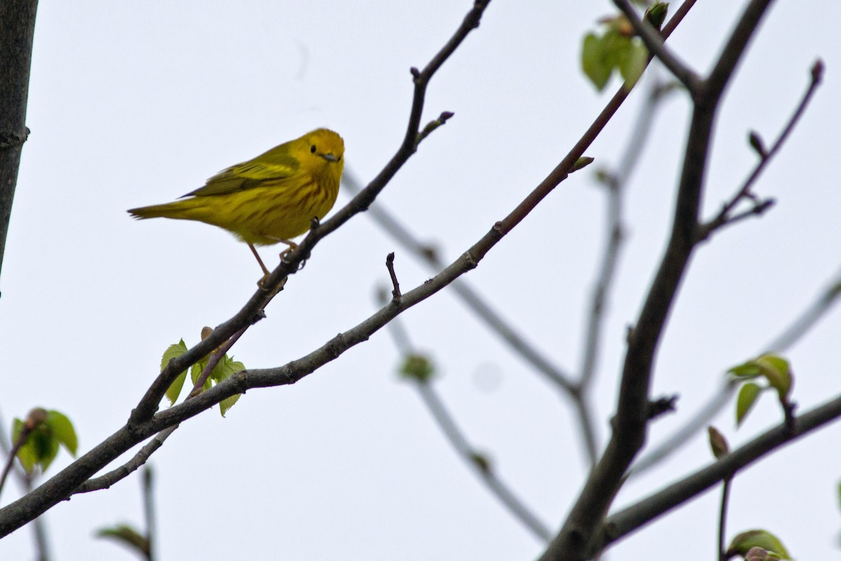 Yellow Warbler (Northern) - ML158236541