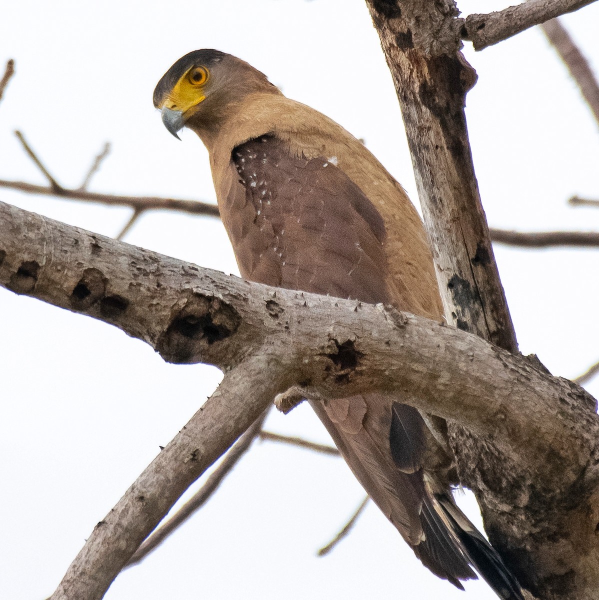 Crested Serpent-Eagle - ML158238121