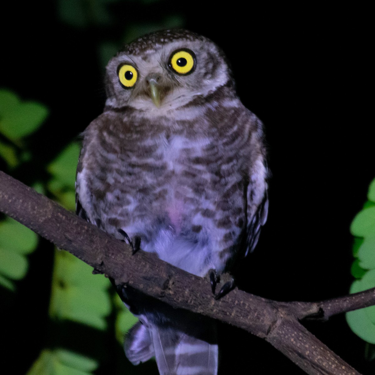 Spotted Owlet - ML158238251