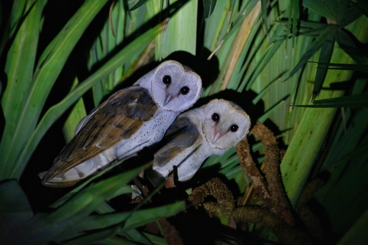 Barn Owl - Srinivas Mallela