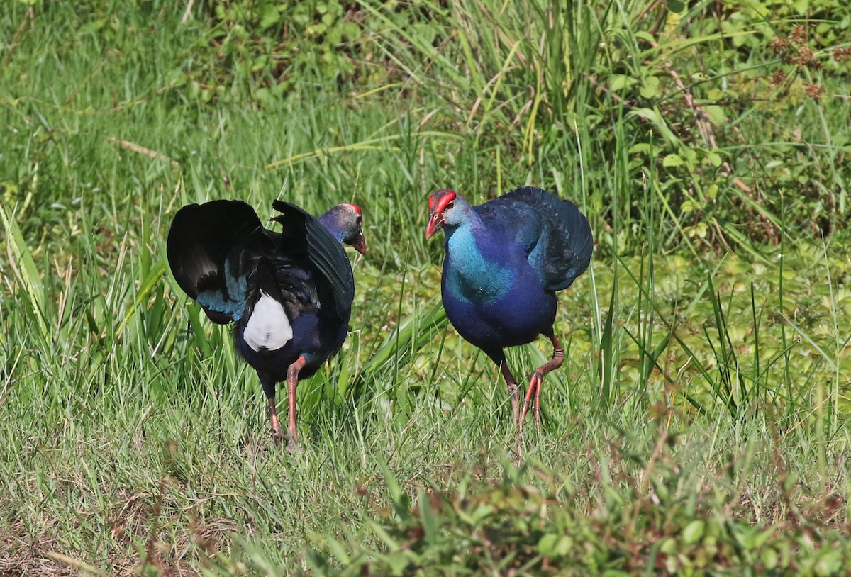 Gray-headed Swamphen - Dave Bakewell