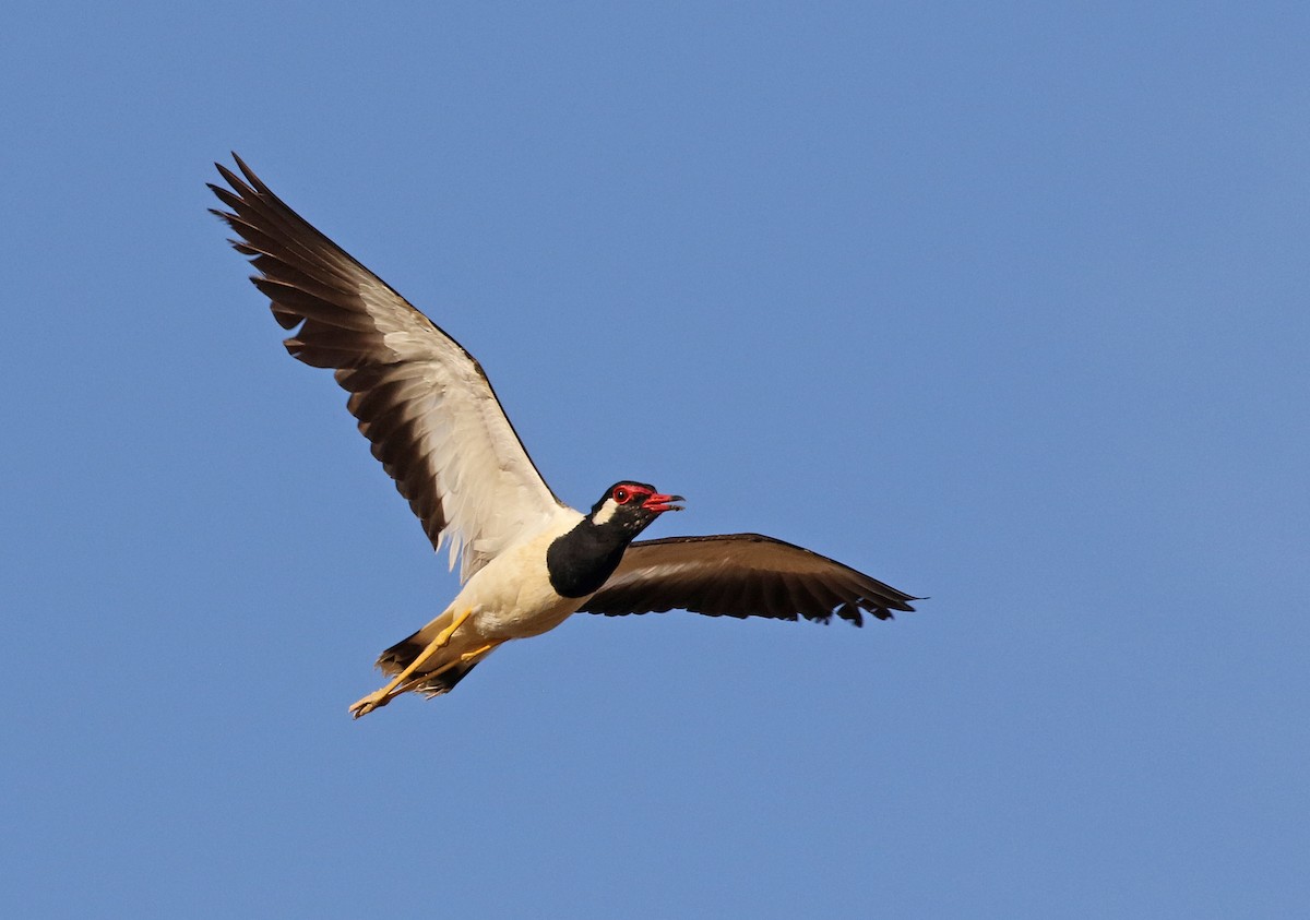 Red-wattled Lapwing - Dave Bakewell