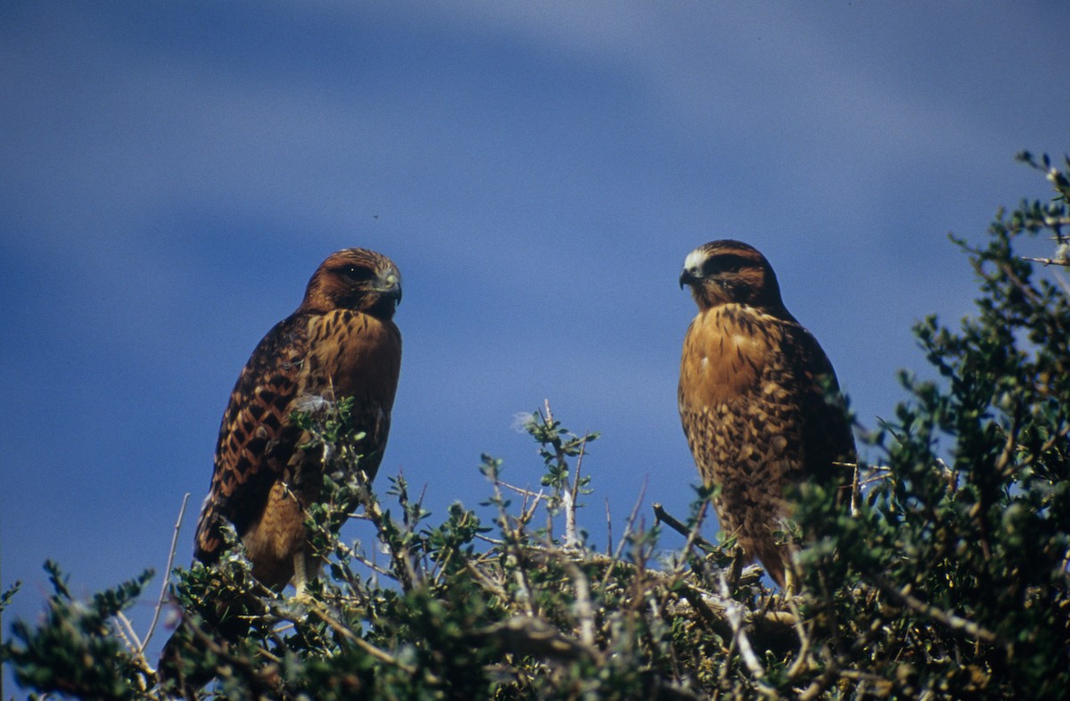 Variable Hawk (Red-backed) - ML158243601