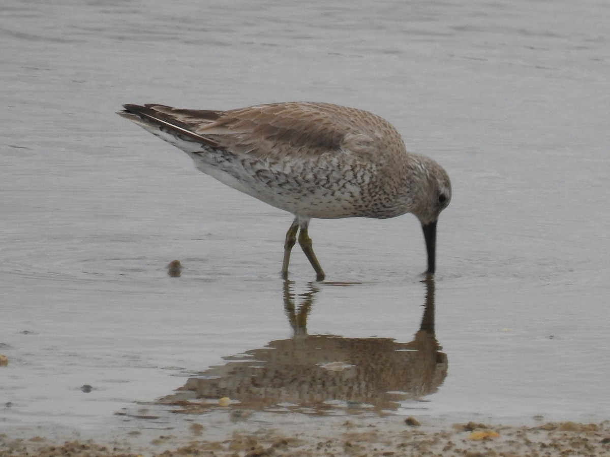 Red Knot - ML158247861