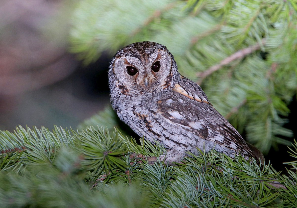 Flammulated Owl - ML158251391