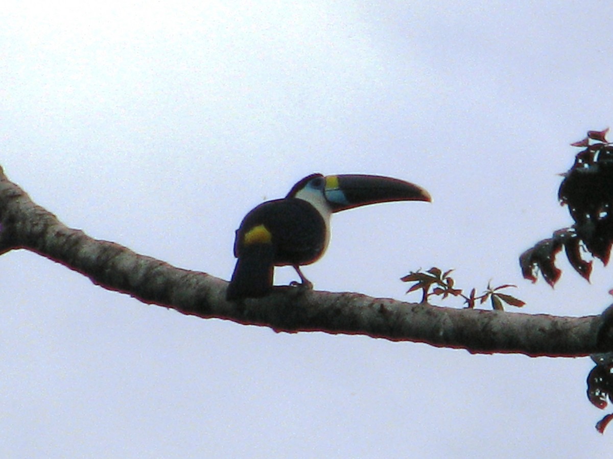 White-throated Toucan - Hector Cadena