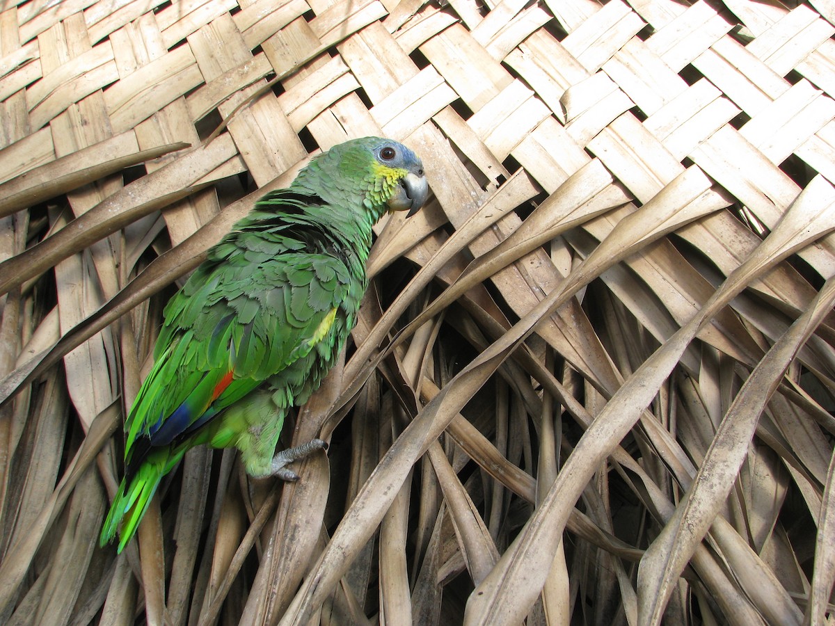 Orange-winged Parrot - Hector Cadena