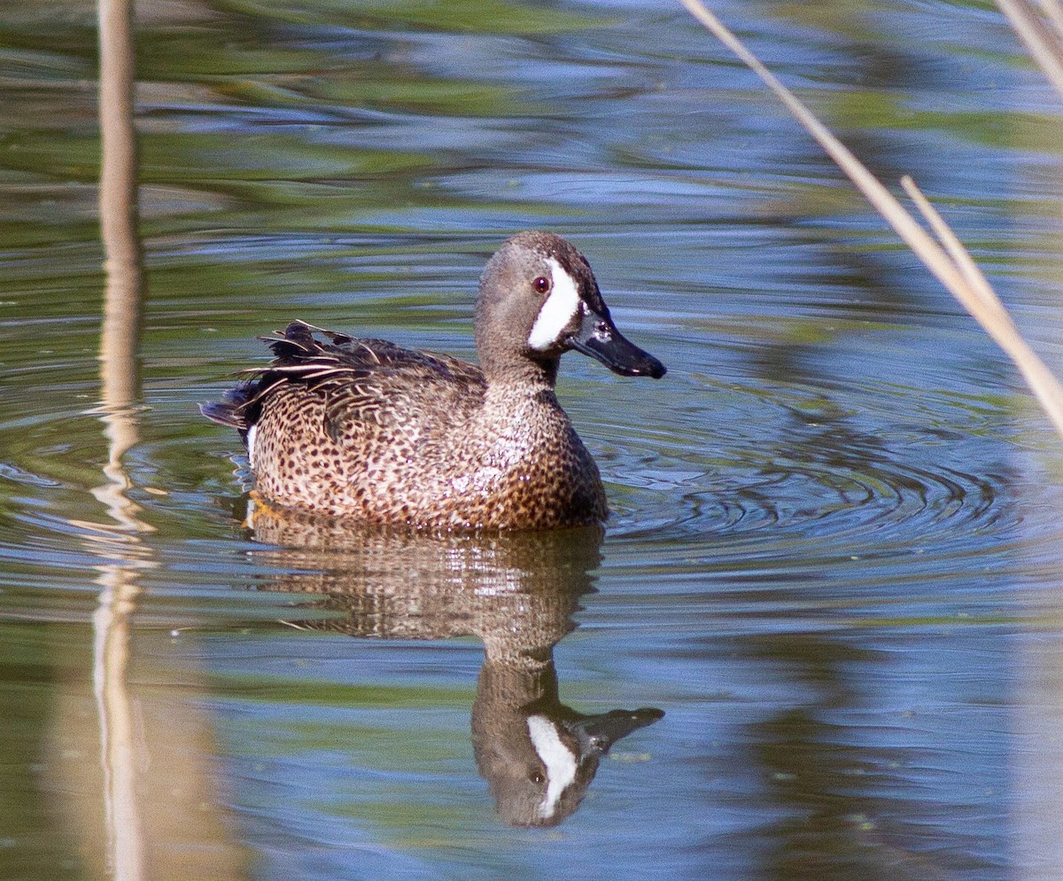 Blue-winged Teal - ML158253511