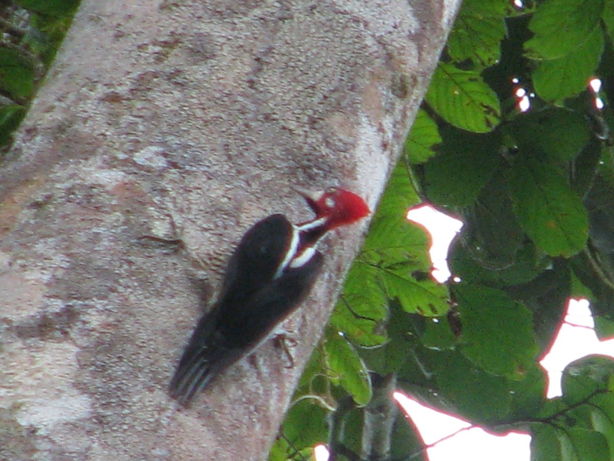 Red-necked Woodpecker - Hector Cadena
