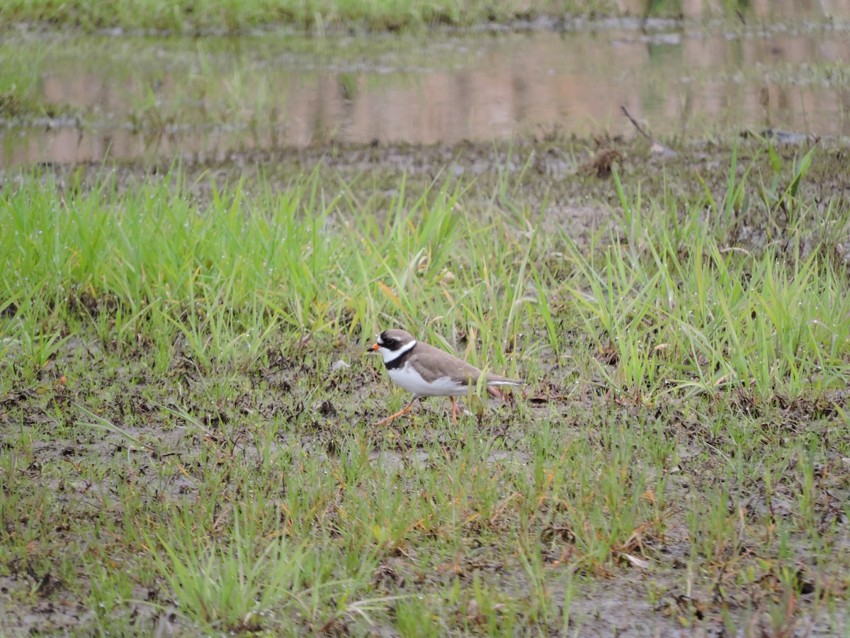 Semipalmated Plover - ML158256651