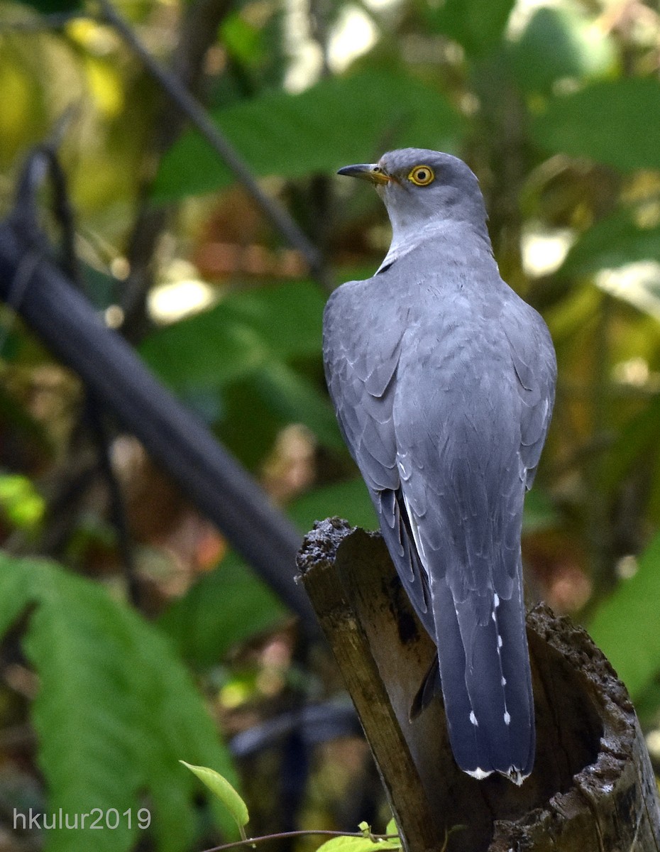Common Cuckoo - HARISH K