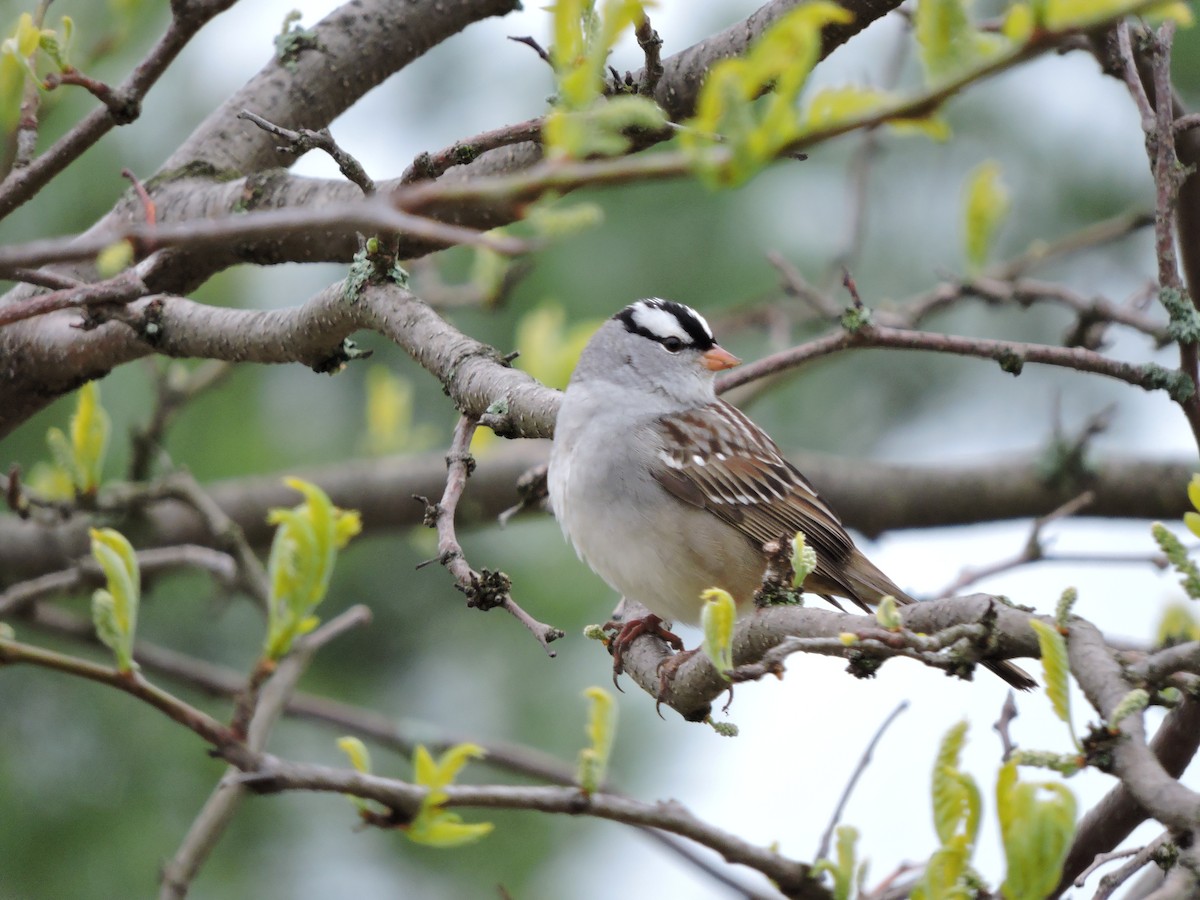 White-crowned Sparrow - ML158257101